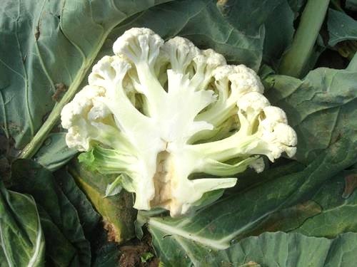 boron deficient cauliflower