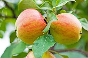 Foliar Spray Honeycrisp Apples